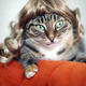 Image for article titled Glamorous Cat Wigs